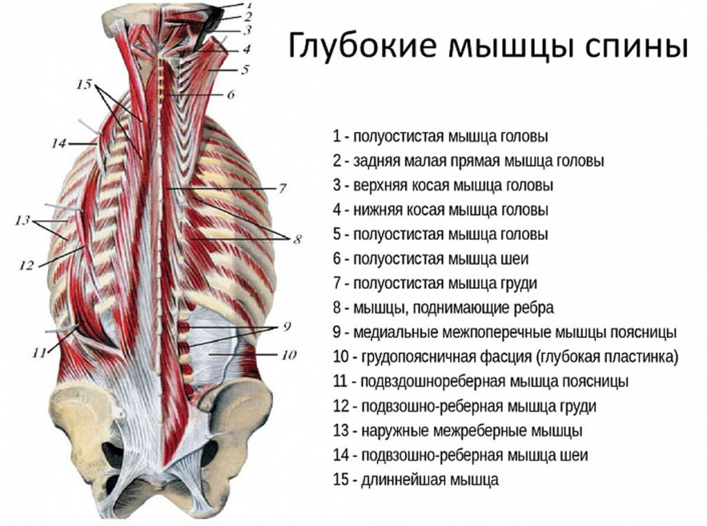 Мышцы спины для массажа человека схема с названиями и описанием